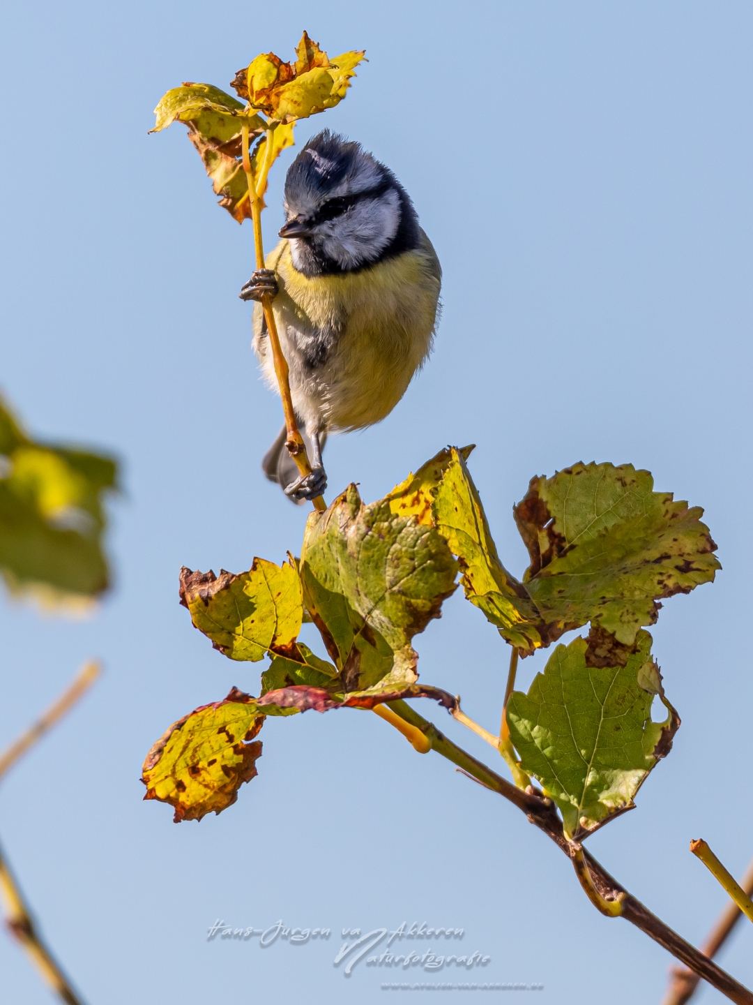 _DM48373 Blaumeise